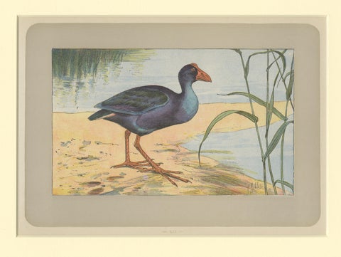 Antique Bird Print of a Purple Swamphen, view 3