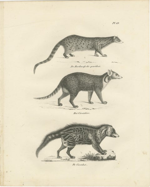 19th-Century Lithograph of the Genet, Civet, and African Civet in Fine Detail, view 2