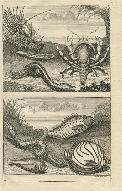 Antique Print of Fish Species 'No. 468' by Valentijn, 1726, view 2