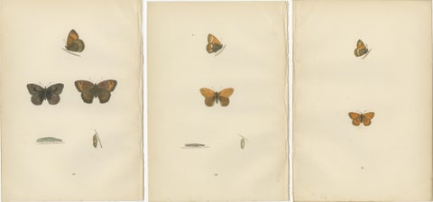 Whispers of Wings: A Butterfly Triptych Collage, 1890, view 5