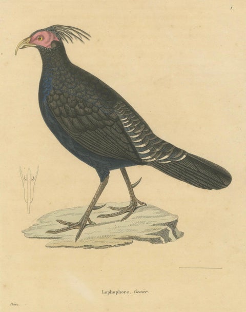 Hand-Colored Engraving of a Himalayan Monal, Exotic Ornithological Print, 1808, close-up 4