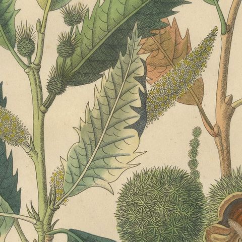 Antique Chestnut Botanical Print, Castanea Vesca, Hand Colored, c.1831, close-up 6