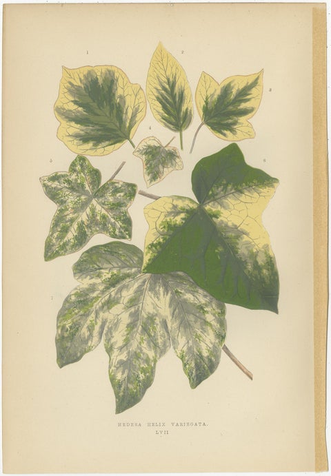 Set of 6 Botany Prints - Alocasia Metallica - Echites Nutans (1891), view 4