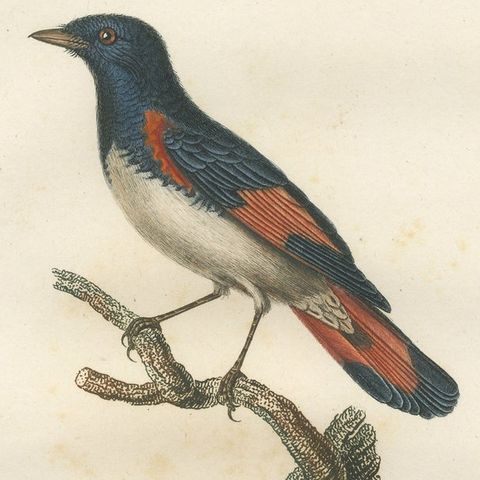 1807 American Redstart Illustration - 'Le Moucherolle doré mâle' Old Bird Print, close-up 3