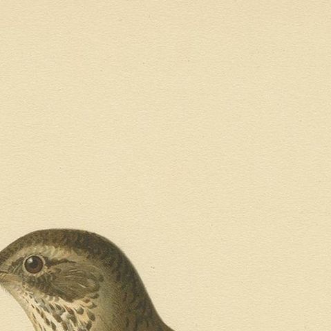 Antique Bird Print of a Hybrid Fieldfare and Song Thrush by Von Wright, 1927, close-up 1
