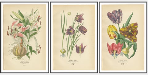 Showy Lily, Snake’s Head & Garden Tulip, Antique Flower Prints c.1897, view 2