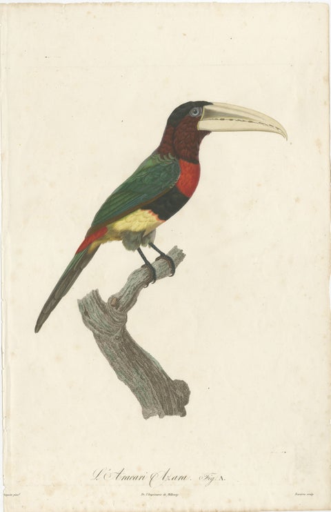 Two Magnificent Hand-Colored Antique Prints of a Toucan, Ca.1805, Rare, view 2
