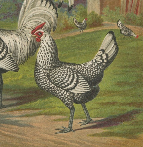 The Refined Silver Spangled Hamburg Chicken - A 19th Century Poultry Lithograph, close-up 2
