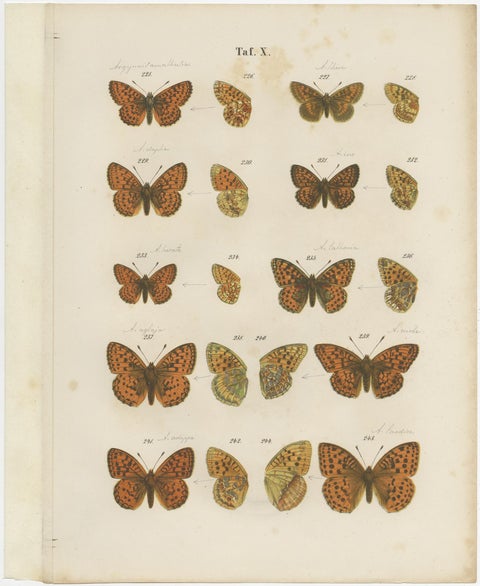Set of 7 Antique Prints of Various Butterflies and Moths by Ramann 'circa 1870', view 8