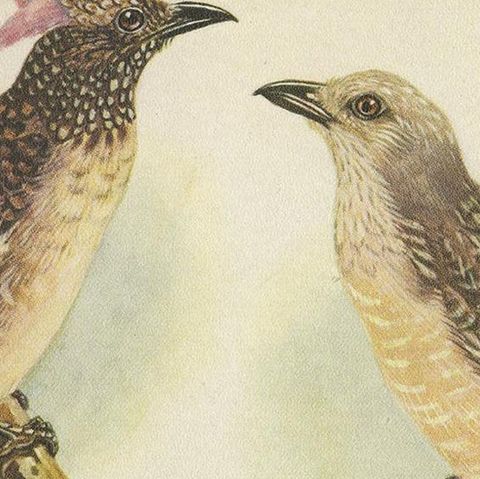 Antique Print of the Spotted Bower Bird and Fawn-Breasted Bower Bird, 1950, close-up 1