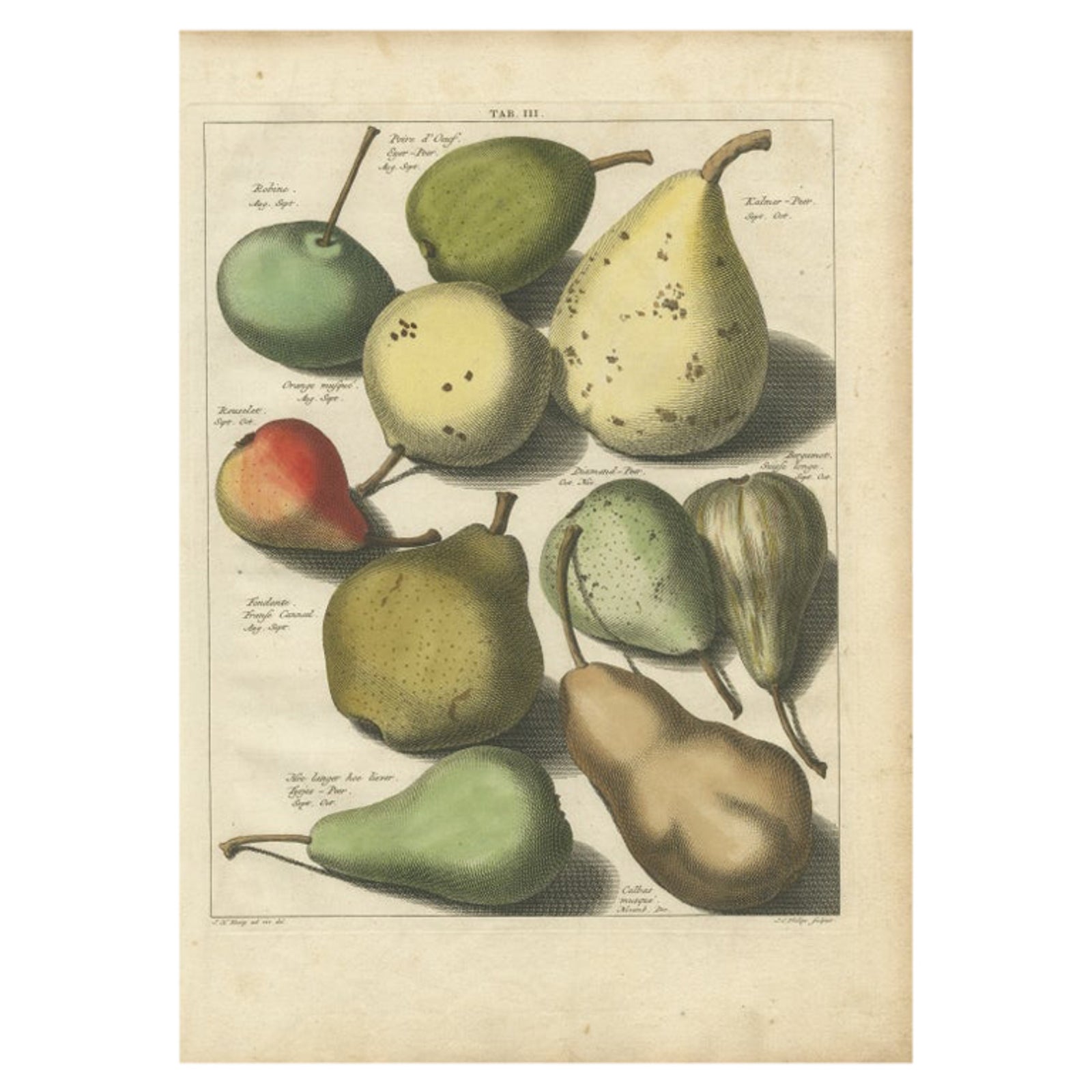 Antique Print of Various Pears by Knoop, 1758