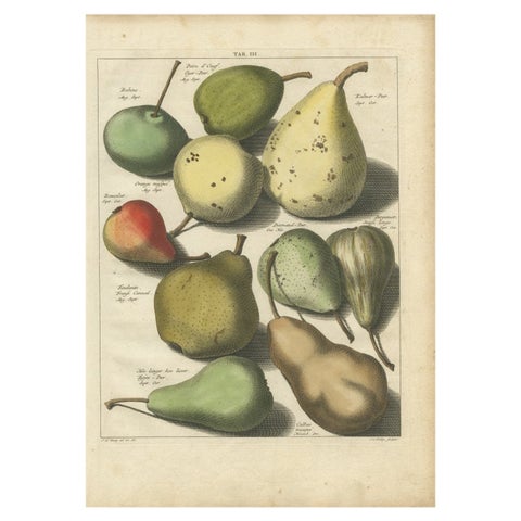 Antique Print of Various Pears by Knoop, 1758
