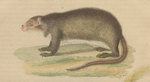 Diverse Rodentia: Squirrel, Cuban Hutia, and Lemming-like Rodent, 1845, close-up 3