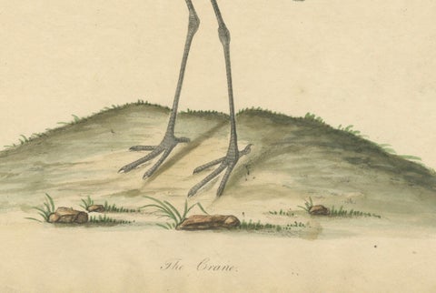 Original Antique Hand-colored Copperplate Engraving of a Crane, 1794, close-up 2