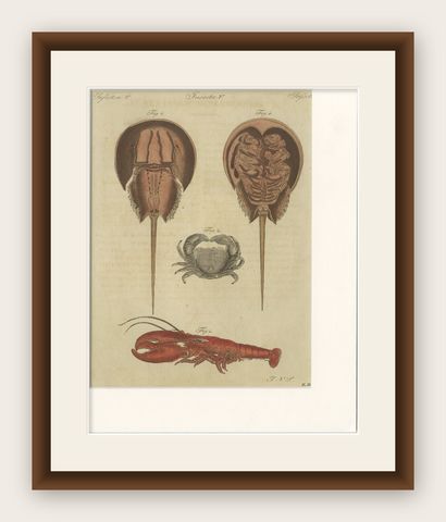 Antique Lobster, Crab & Horseshoe Crab Engraving, Bertuch, 1792, shown framed