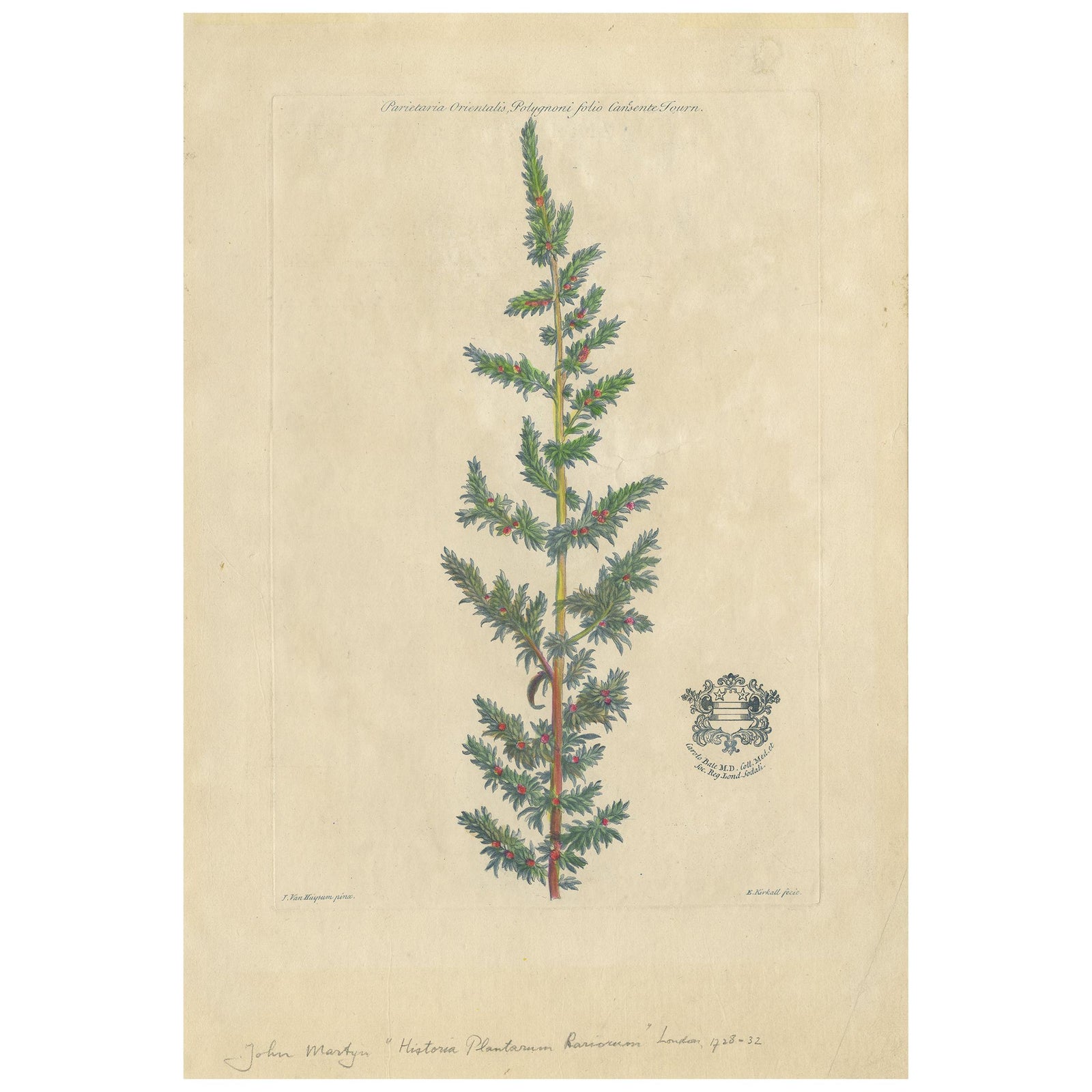 Antique Botany Print of a Parietaria Species by Martyn 'circa 1730'