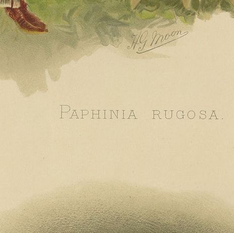 Victorian Botanical Orchid Print, Two Exotic Varieties, c.1888, close-up 6