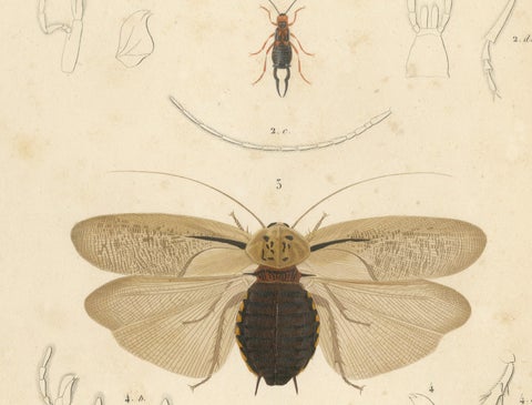 Antique Orthoptères Pair, Grasshoppers, Mantids & Earwigs, French c.1800, close-up 6