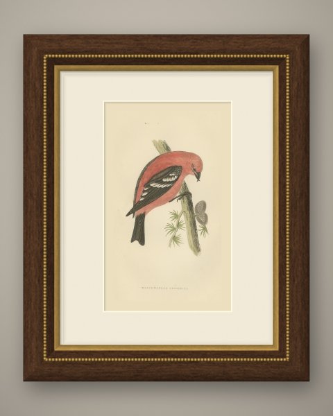 White Winged Crossbill with Larch Cones, Hand Colored Bird Print, 1896, shown framed