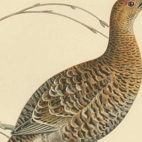 Antique Bird Print of the Black Grouse by Von Wright, 1929, close-up 2