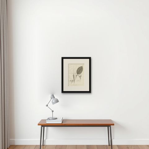 Antique Print of a Thalia Plant Species by Symes '1800', shown framed on a wall