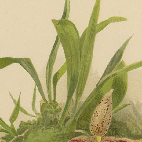 Victorian Botanical Orchid Print, Two Exotic Varieties, c.1888, close-up 5
