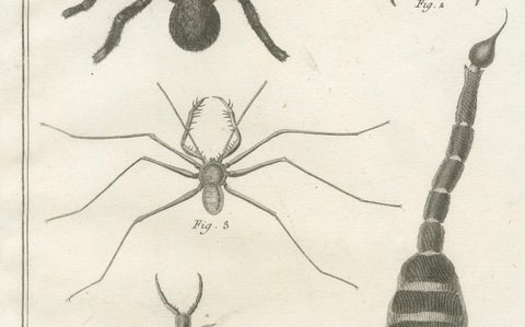 Antique Engraving of Spiders, Centipede and Scorpion by Diderot, ca.1770, close-up 4
