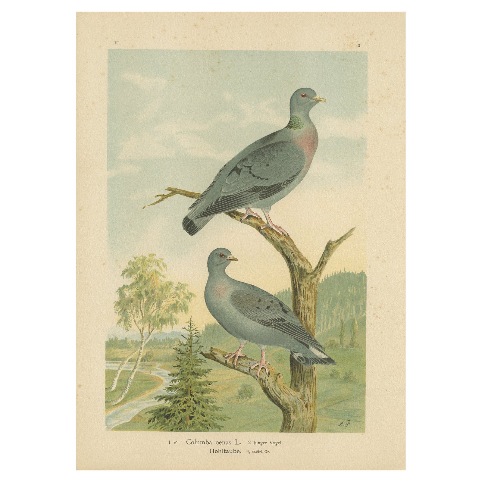 Wood Pigeons in a Spring Landscape, Elegant Antique Bird Chromolithograph, 1880