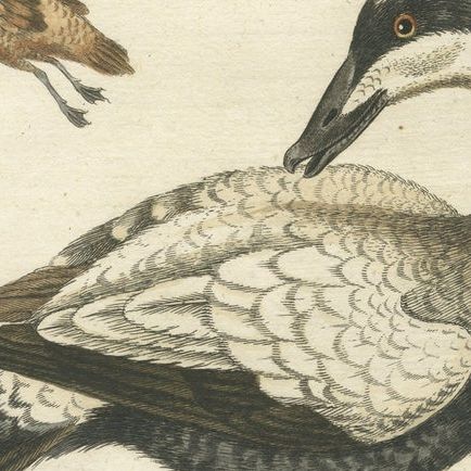 Hand-Colored Engraving of the Large White and Black Duck by Seligmann, ca.1770, close-up 5