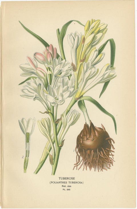 Antique Flower Chromolithographs 1897, Ixiolirion, Tuberose & Aspidistra, view 3