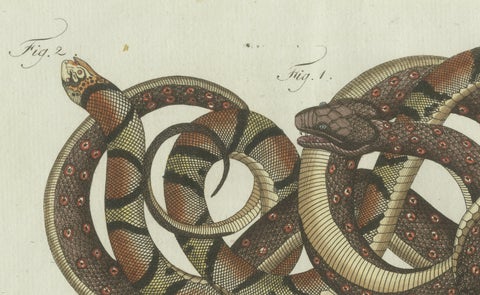 Original Antique Print of Four Exotic Snakes by Bertuch, 1802, close-up 4