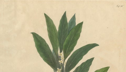 Antique Bay Laurel Botanical Print, Laurus Nobilis, Hand Colored, c.1831, close-up 1