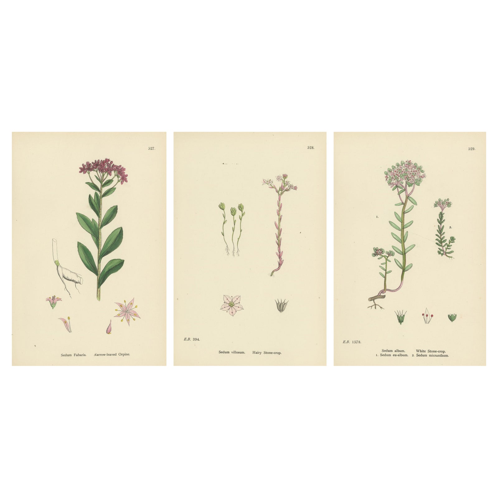 Hand-Colored Botanical Engravings of Narrow-Leaved Orpine and Stone-Crops, 1902