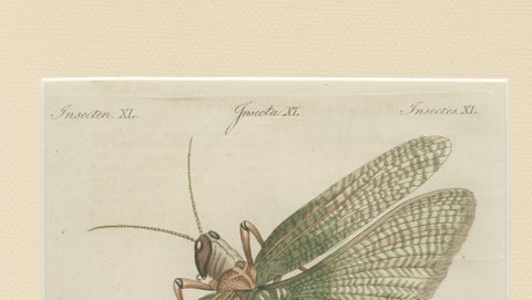 Antique Giant Locust & Grasshopper Engraving, Bertuch, c.1800, close-up 2