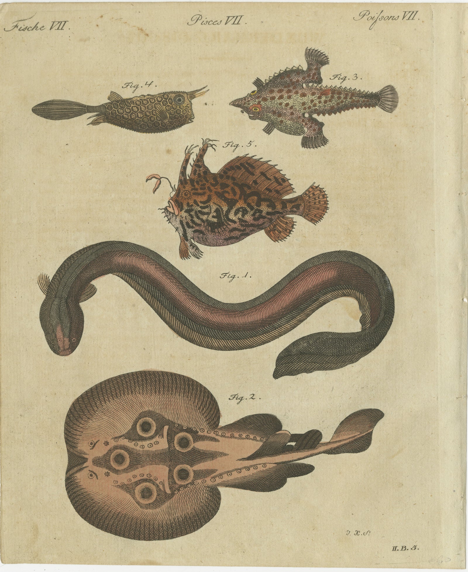Original Antique Print of Electric Eel, Electric Ray and Exotic Fish, 1790