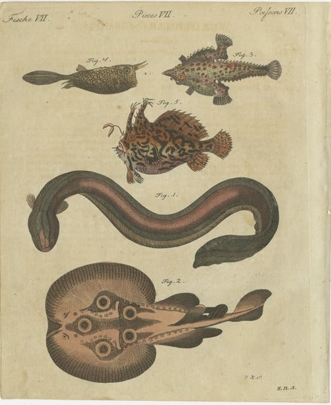 Original Antique Print of Electric Eel, Electric Ray and Exotic Fish, 1790