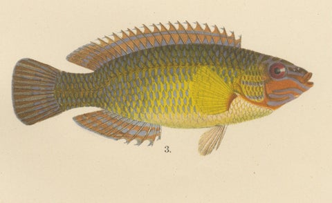 Colorful Scandinavian Wrasse Trio - Stunning Hand-Coloured Fish Lithograph, 1895, close-up 4