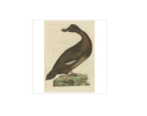 Antique Bird Print, Velvet Scoter Anas Fusca by Nozeman & Sepp, 1770, view 2