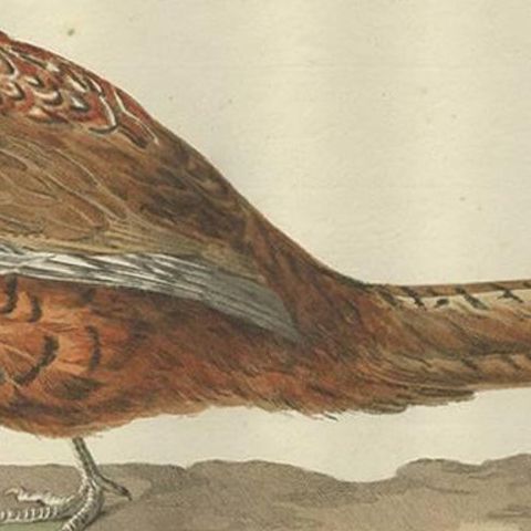 Antique Bird Print of the Common Pheasant 'Male' by Sepp & Nozeman, 1789, close-up 1