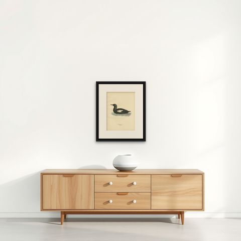 Antique Bird Print of the Black Guillemot by Von Wright, 1929, shown framed on a wall