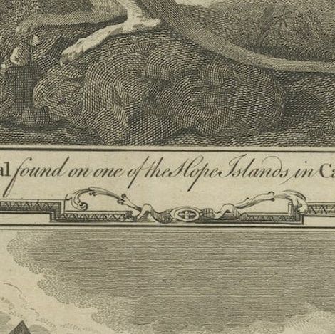 Antique Engravings of an Australian Kangaroo and a Vari of Madagascar, c.1780, close-up 2