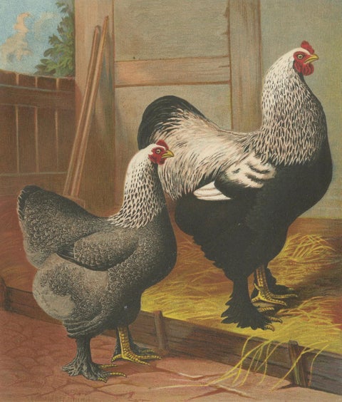 The Majestic Dark Brahma - A Rare 19th Century Poultry Lithograph, 1888, close-up 5