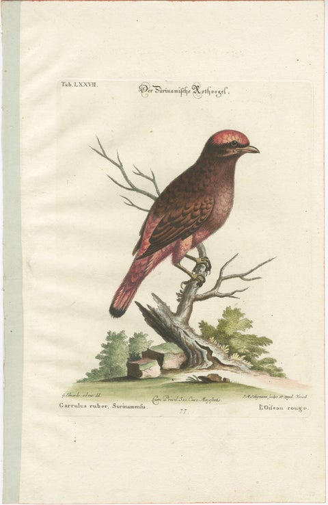 The Red Bird of Surinam by J.M. Seligmann, Hand-Colored Engraving, 18th Century, view 2