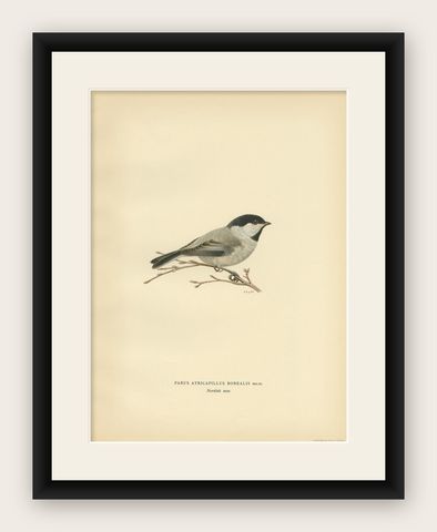 Decorative Original Antique Bird Print of The Willow Tit, 1927, shown framed