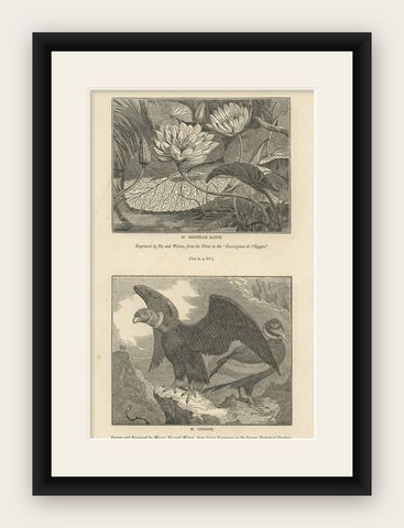 Antique Print of Egyptian Lotus and a Condor Bird, 1835, shown framed