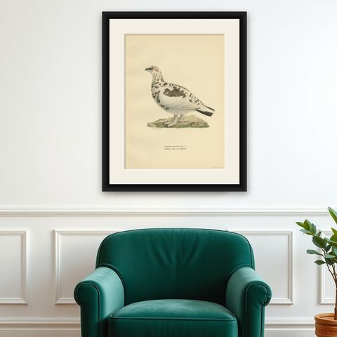 Antique Bird Print of the Rock Ptarmigan by Von Wright '1929', shown framed on a wall