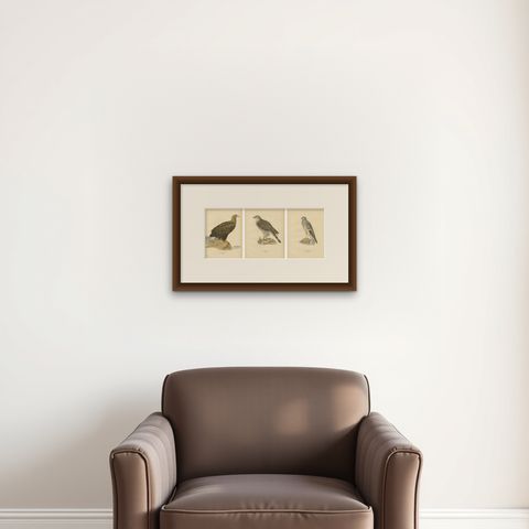 Scandinavian Woodland Hawks Triptych, Svenska Fåglar Lithographs, Sweden 1929, shown framed on a wall