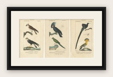 Set of 3 Antique Bird Prints - Parrots - Passerines - Birds of Prey, circa 1820, shown framed