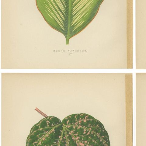 Set of 6 Botany Prints - Alocasia Metallica - Echites Nutans (1891), close-up 2