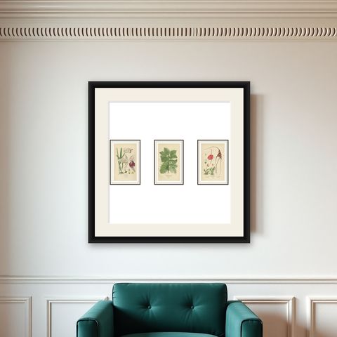 Orchids & Norfolk Pine, Set of 3 Antique Botanical Lithographs 1897, shown framed on a wall